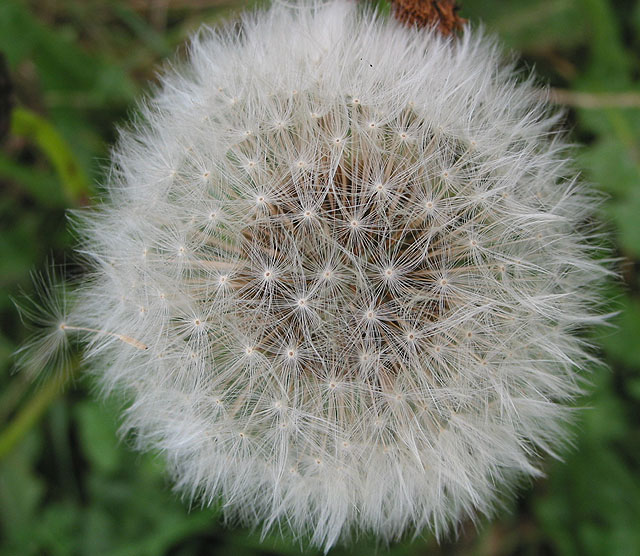 File:Dandelion Seedhead - geograph.org.uk - 578968.jpg