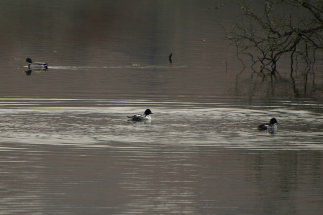 Ducks on Balgavies Loch Wildlife Reserve - geograph.org.uk - 1098008