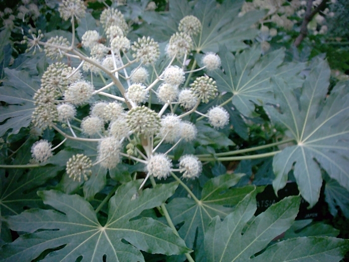 File:Fatsia japonica.jpg