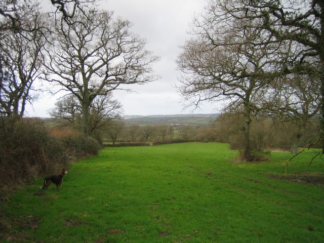 Whitevine Meadows