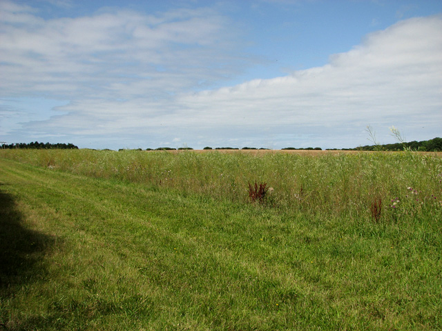 File:Fields north of Scarboro' Wood, Burnham Thorpe - geograph.org.uk - 2529908.jpg