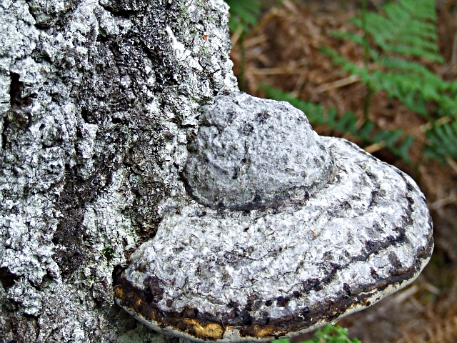 File:Fomes fomentarius - geograph.org.uk - 189323.jpg