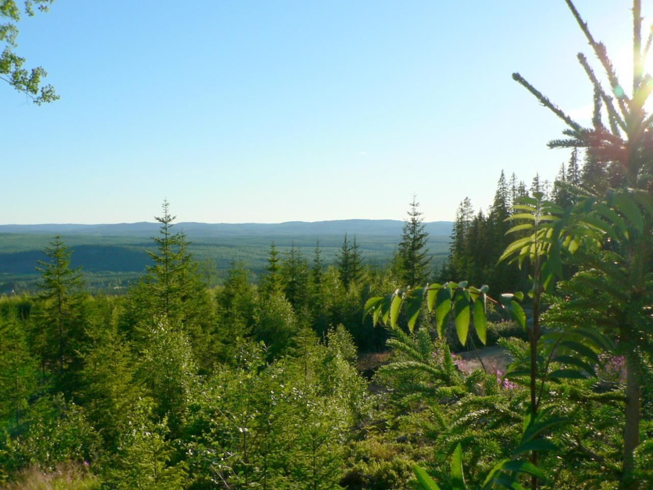 File:Forest view.jpg - Wikimedia Commons