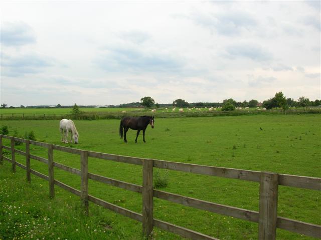 File:Horses near Stamford Bridge - geograph.org.uk - 189531.jpg