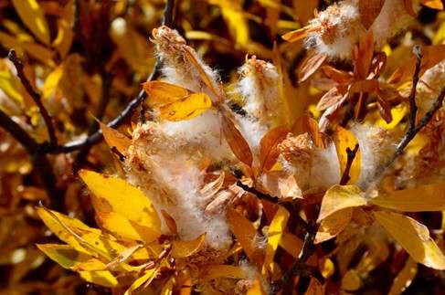 File:Humboldt-Toiyabe Nationa Forest, Lamoille Cyn SnowLeaves (30476149545).jpg