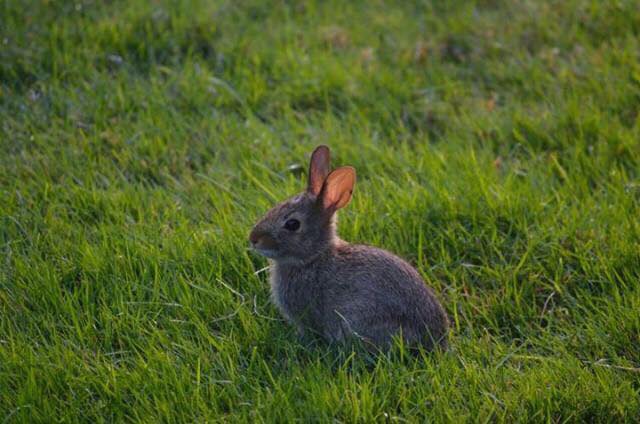 Lop rabbit - Wikipedia