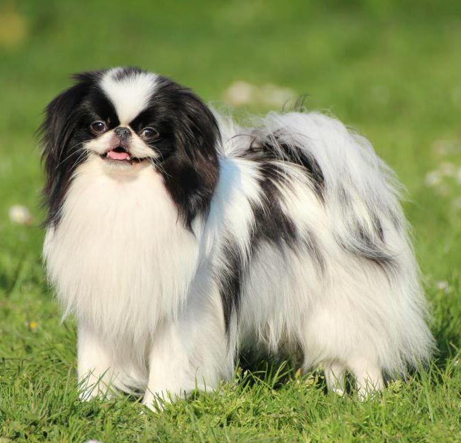 Chin (razza canina) - Wikipedia