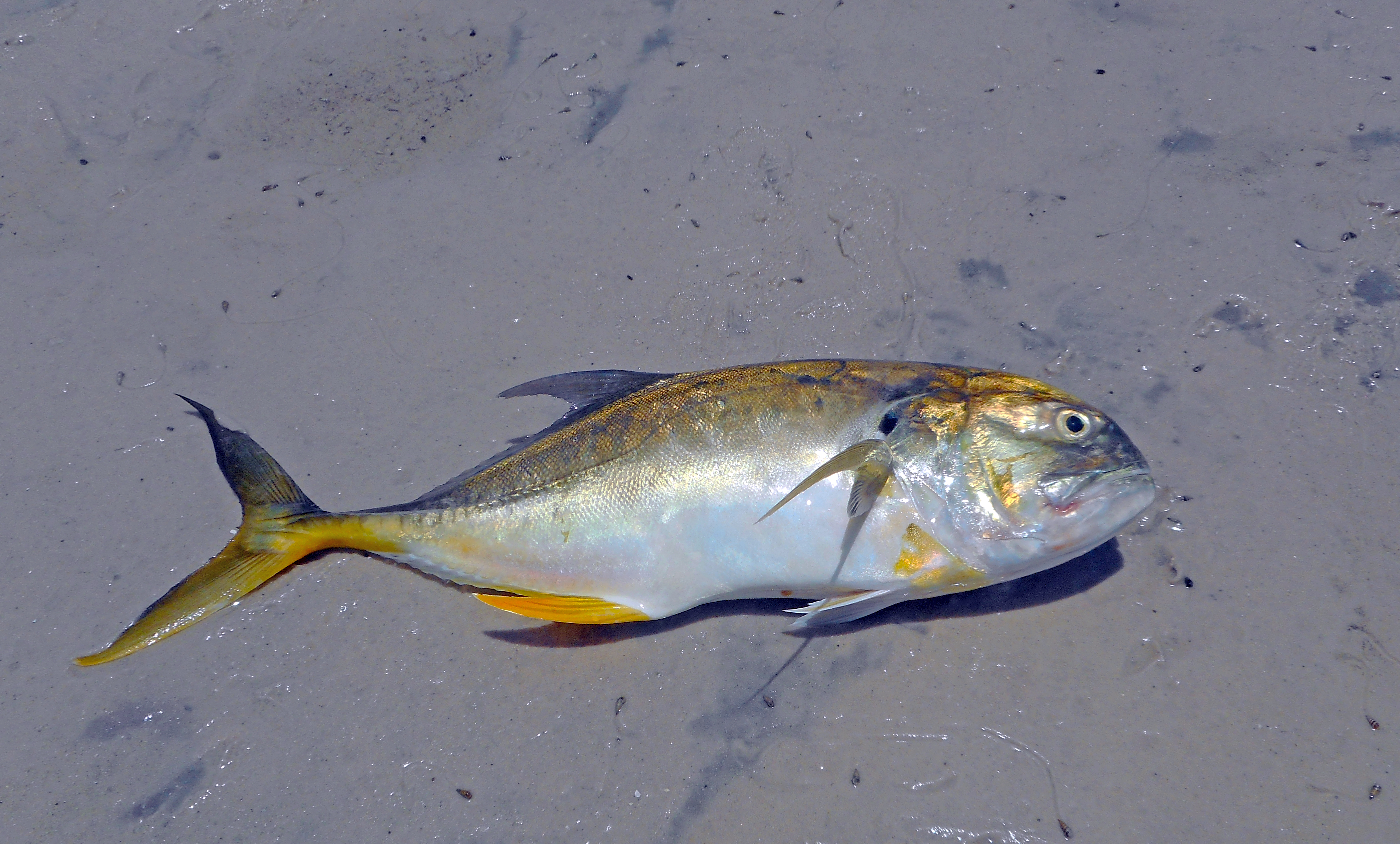 Crevalle jack