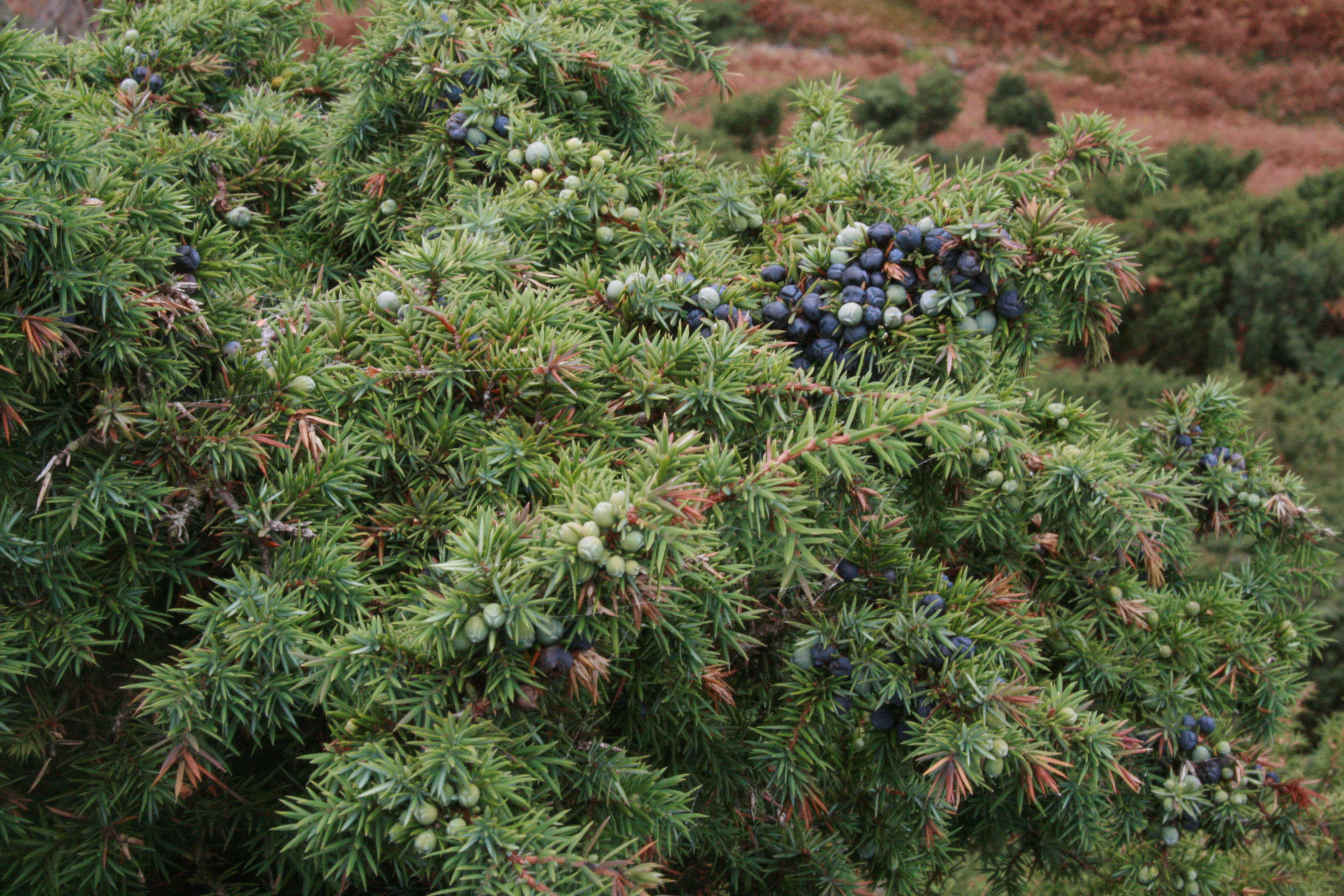 Juniper in Glenn Hills