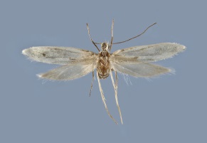 <i>Kessleria wehrlii</i> Species of moth