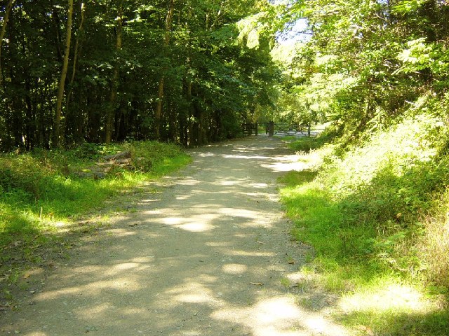 File:King's Wood - geograph.org.uk - 51051.jpg