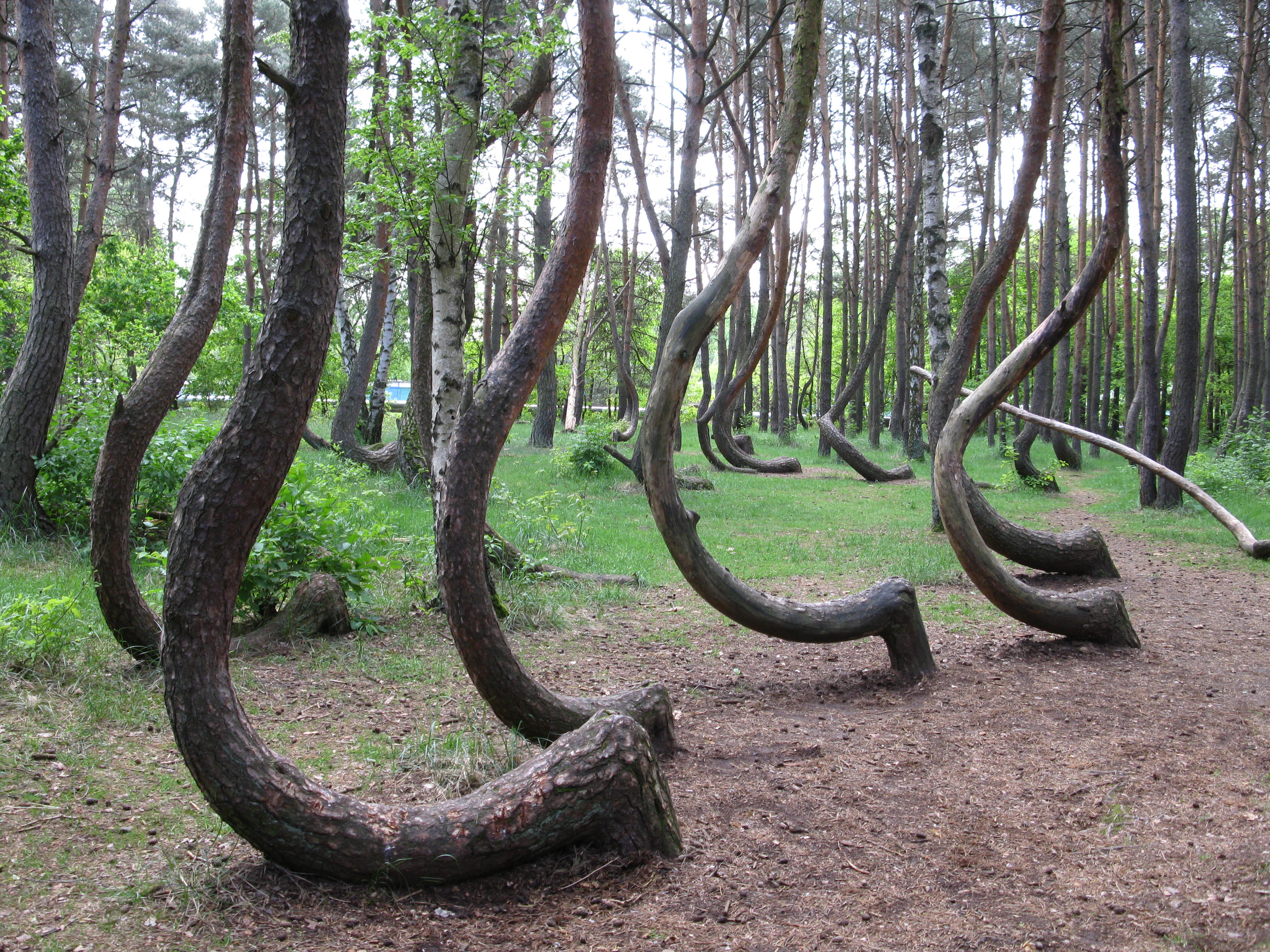 forest in Poland