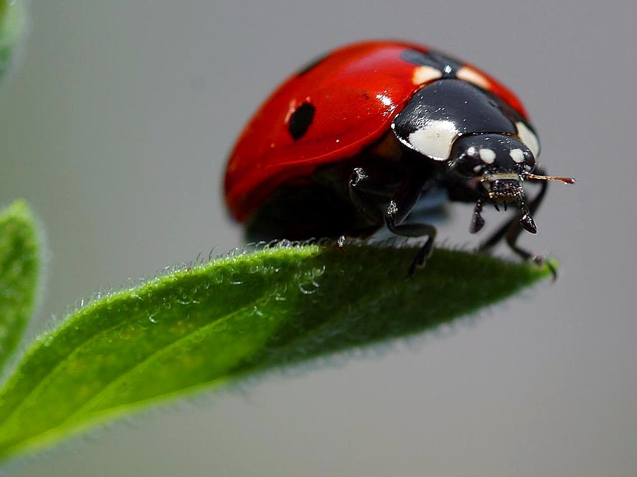 Ladybug Wallpaper Free Stock Photo - Public Domain Pictures