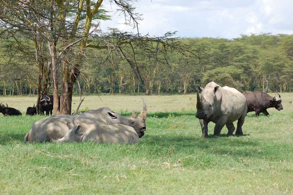 Rhino at Lake Nakuru. Credit: Joachim Huber.