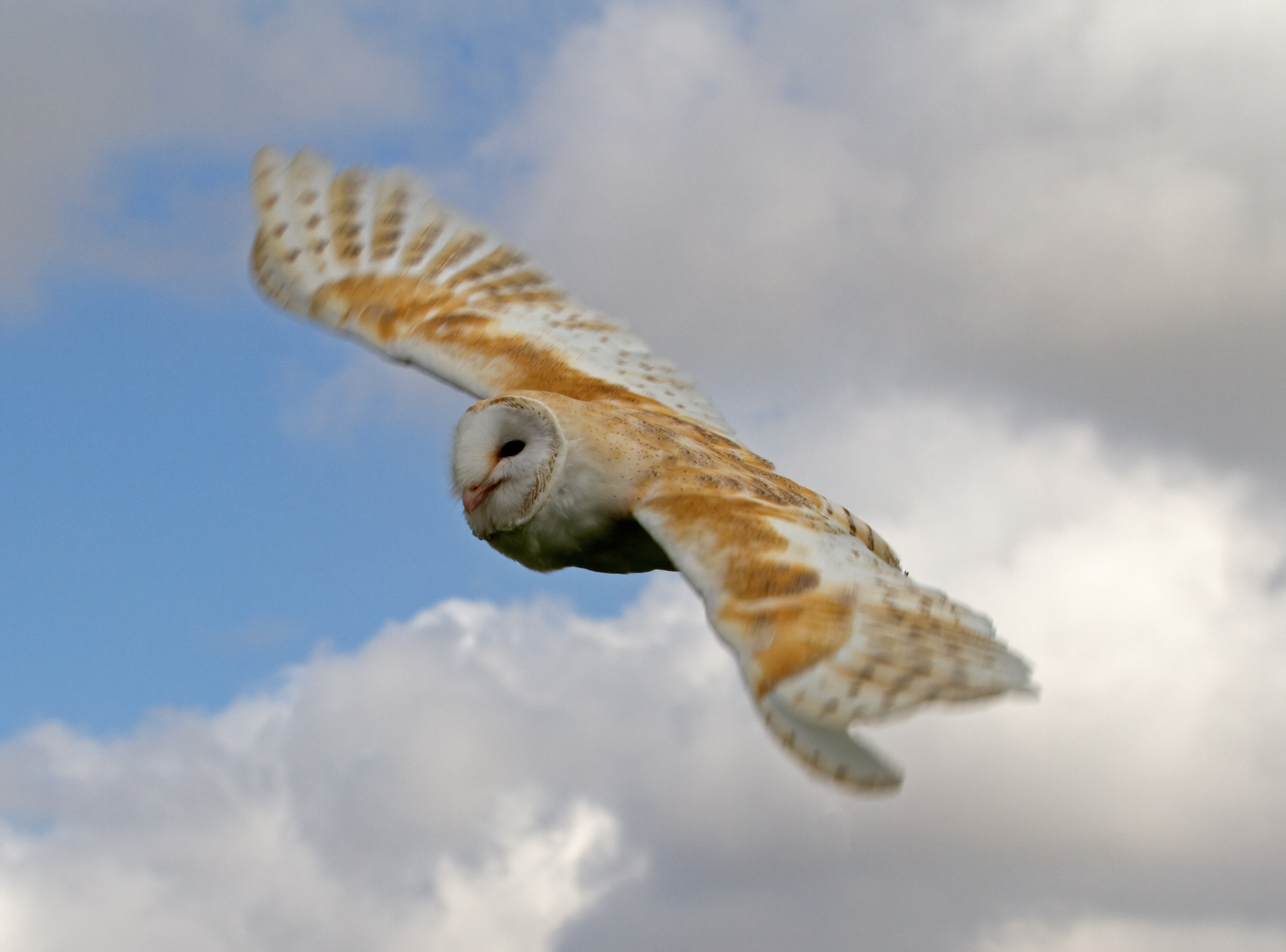 File Male Barn Owl 2 6796257722 Jpg Wikimedia Commons