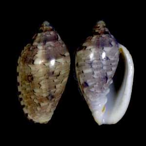 Two views of a shell of Marginella rosea Marginella rosea 001.jpg