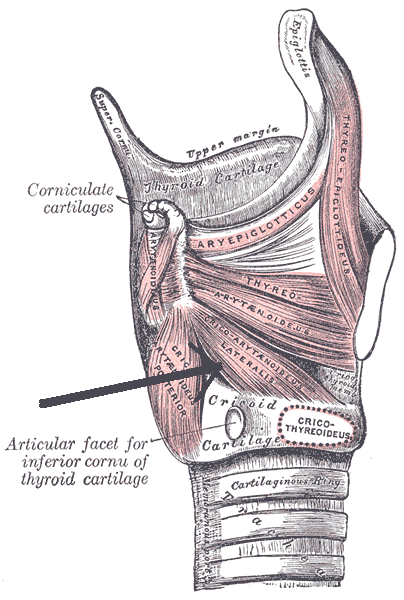 File:Musculuscricoarytenoideuslateralis.png