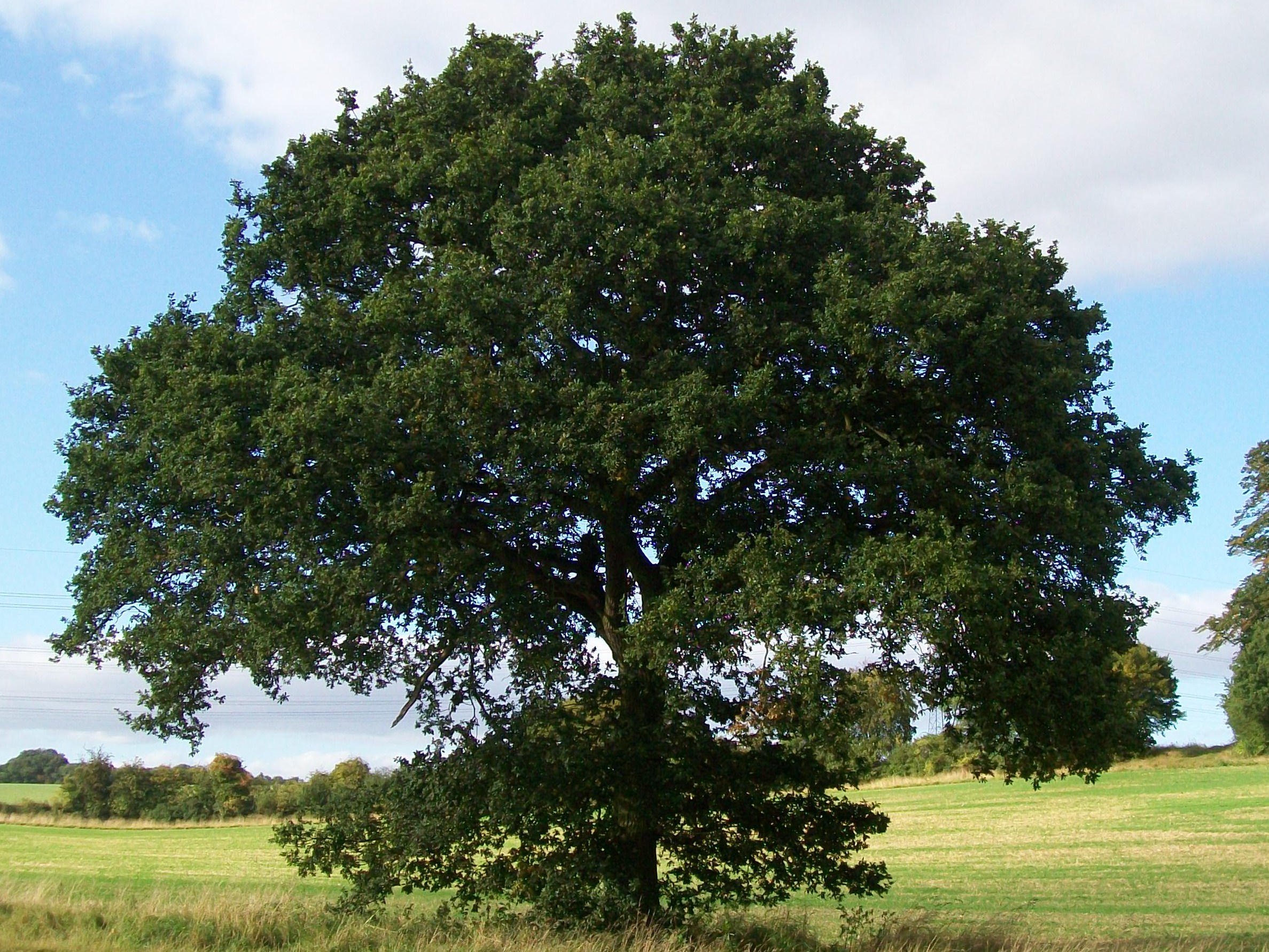 Natural oak. Дуб черешчатый (Quercus Robur). Дуб черешчатый крона. Дуб черешчатый раскидистая крона. Дуб крупноплодный дерево.