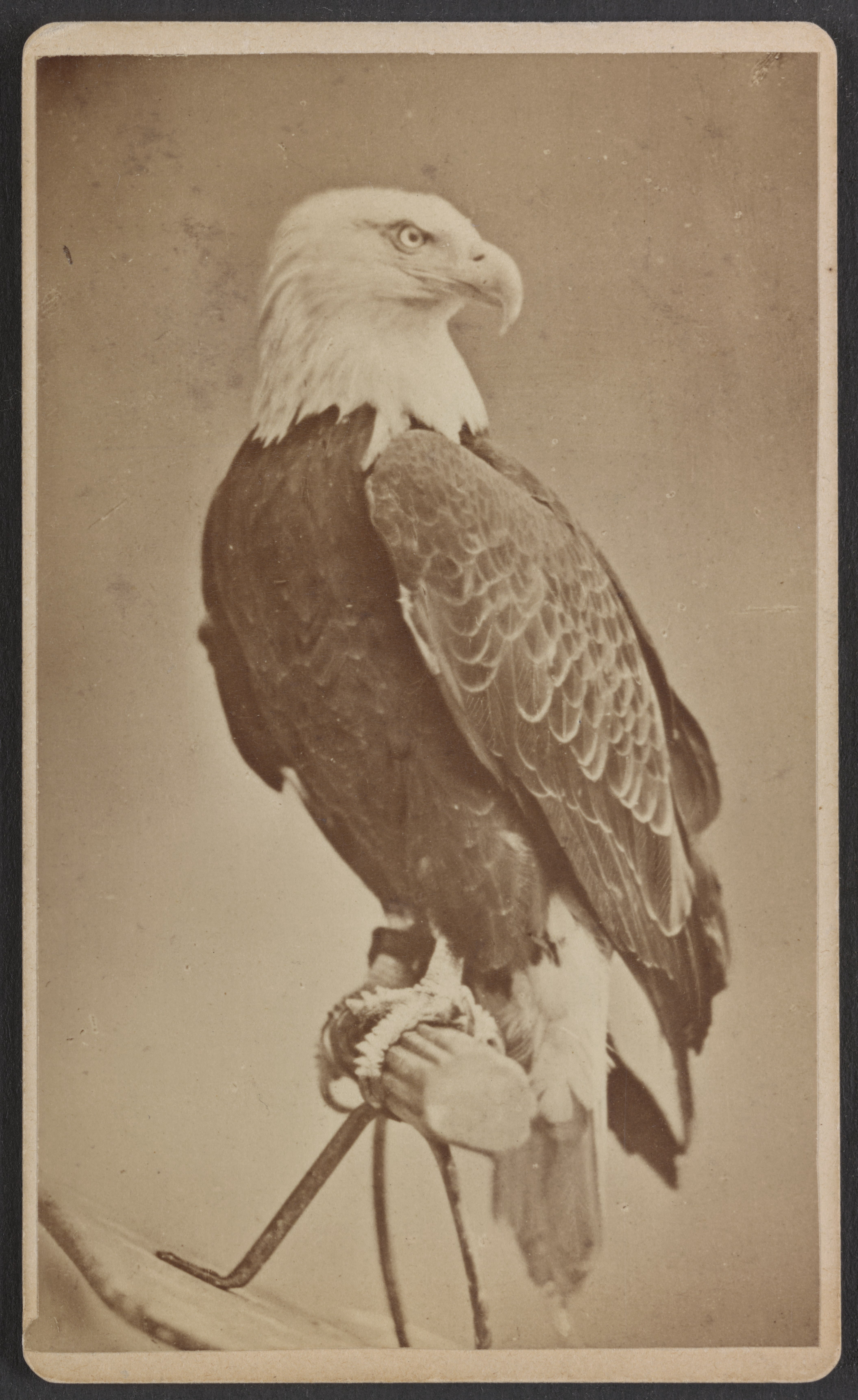 File:Old Abe, the live war eagle of Wisconsin, from the Centennial