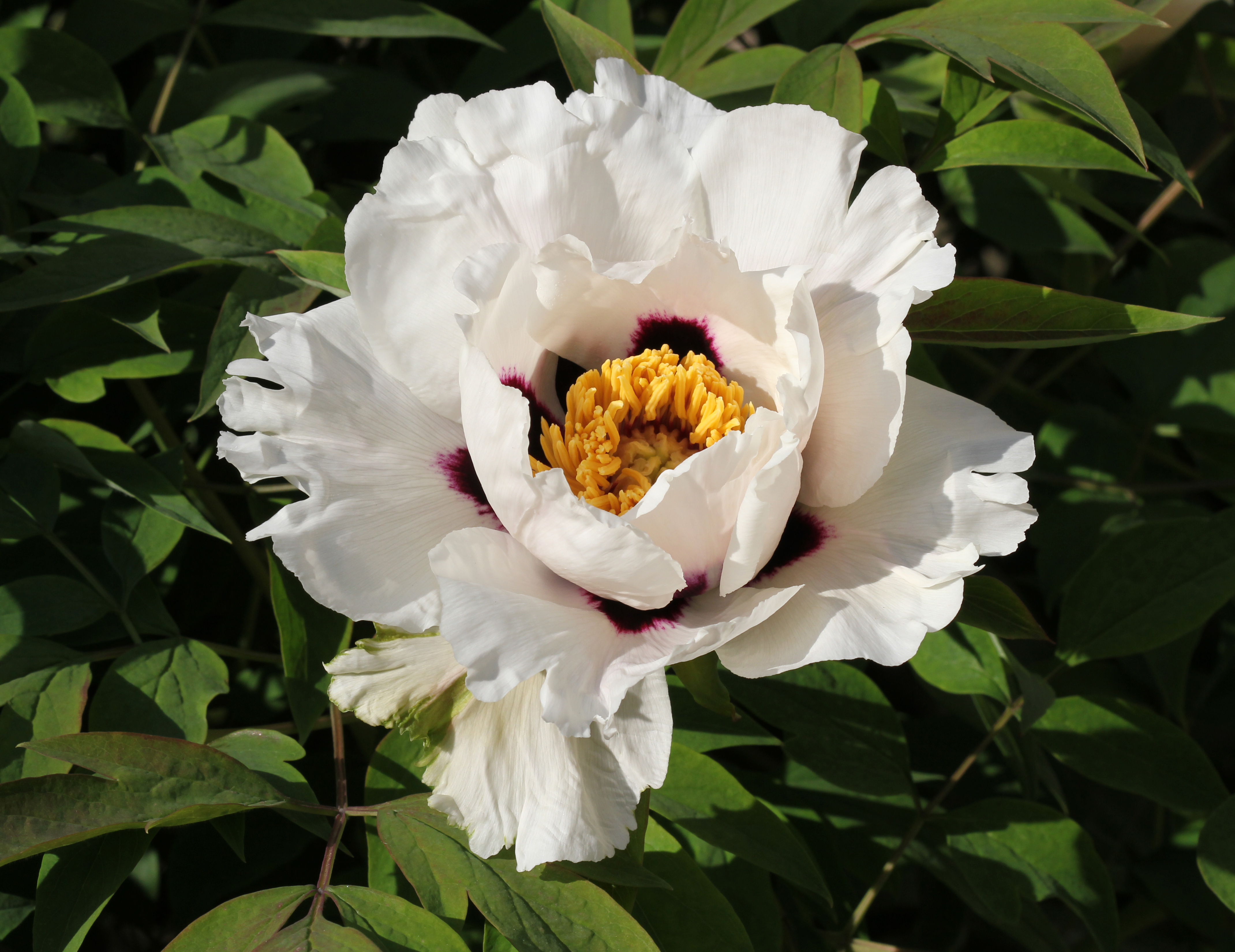 Paeonia rockii - Wikipedia