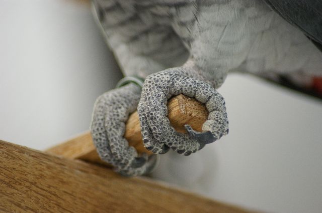 File:Psittacus erithacus erithacus -feet on perch-8a.jpg