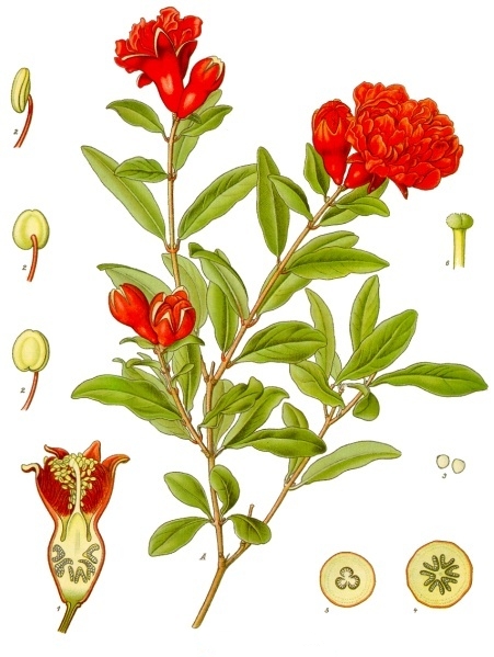 File:Punica granatum - Köhler–s Medizinal-Pflanzen-115.jpg