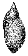 Drawing of lateral view of the shell. Radix natalensis shell 5.png