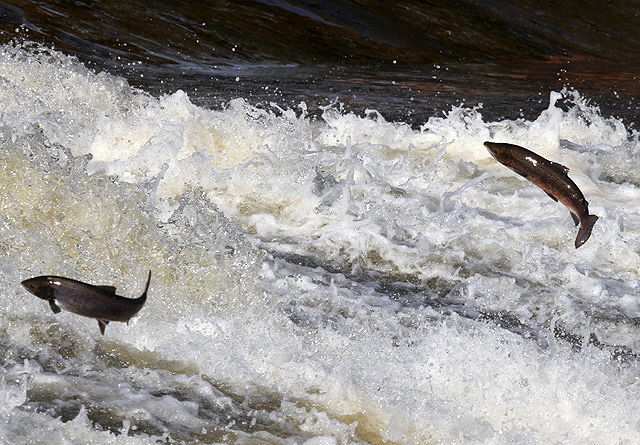 File:Salmon jumping at Murray's Cauld, Philiphaugh - geograph.org.uk - 3191886.jpg