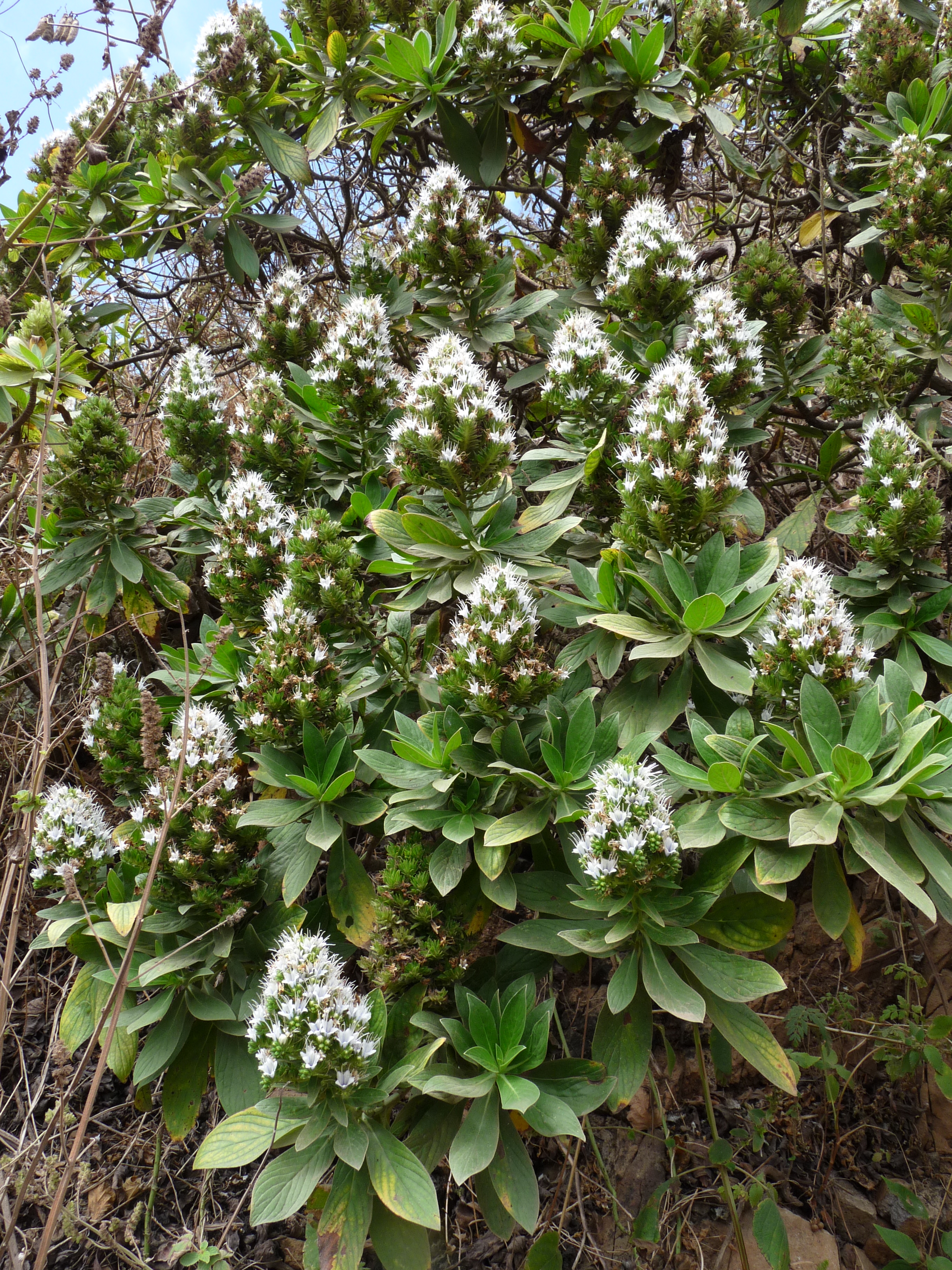 Echium hypertropicum (Fotografía propiedad de Ji-Elle)