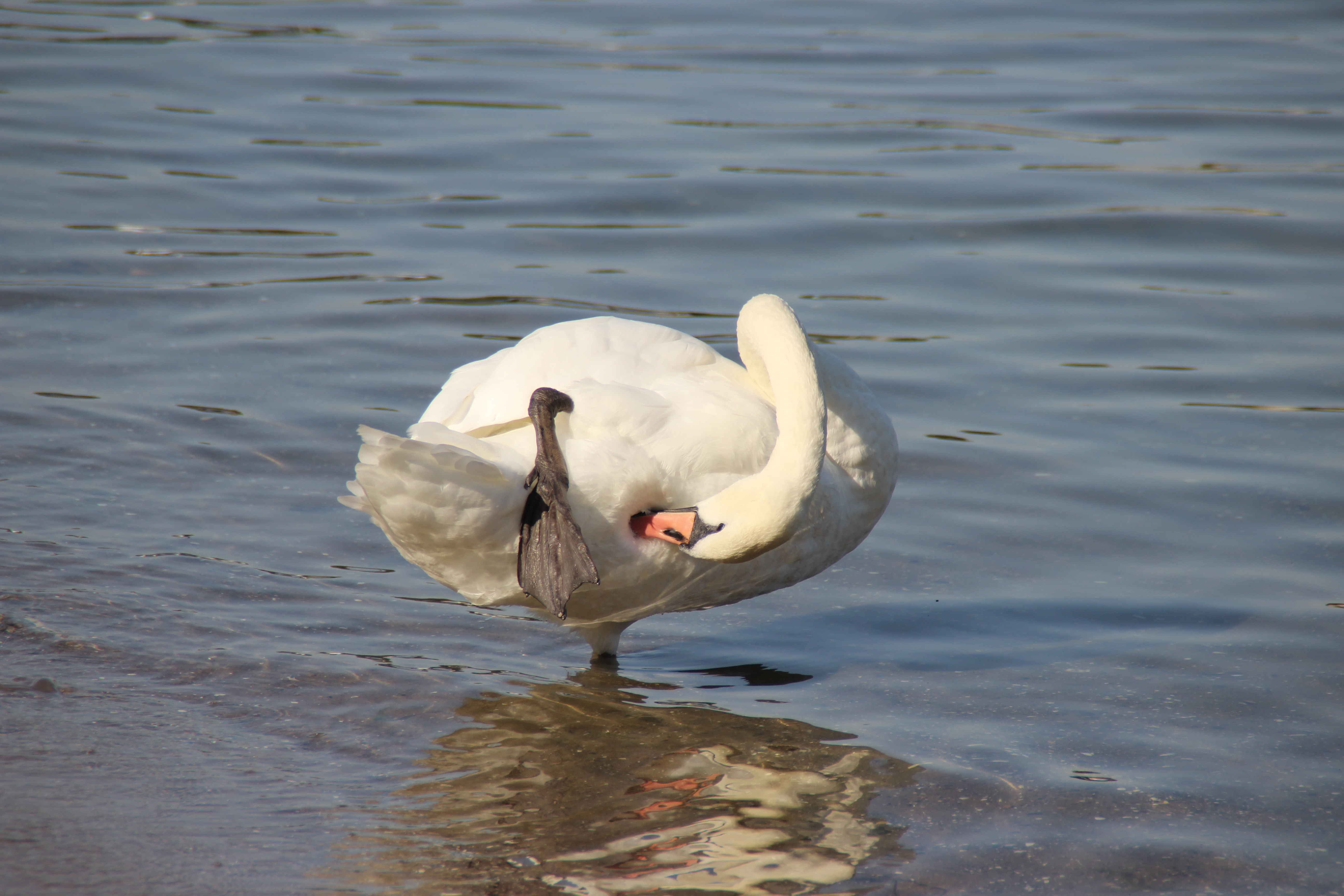 Schwan's barquito