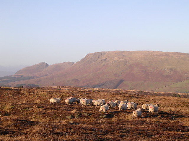 File:Sheep on Craigmaddie Muir - geograph.org.uk - 95132.jpg