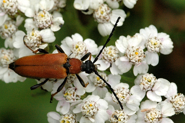 File:Stictoleptura.rubra2.-.lindsey.jpg