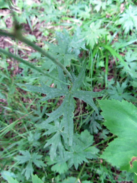 Buttercup Leaf