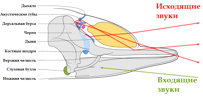 File:Toothed whale sound production ru.png