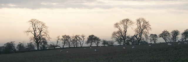 File:Tree Silhouette near Sundial Farm - geograph.org.uk - 300946.jpg