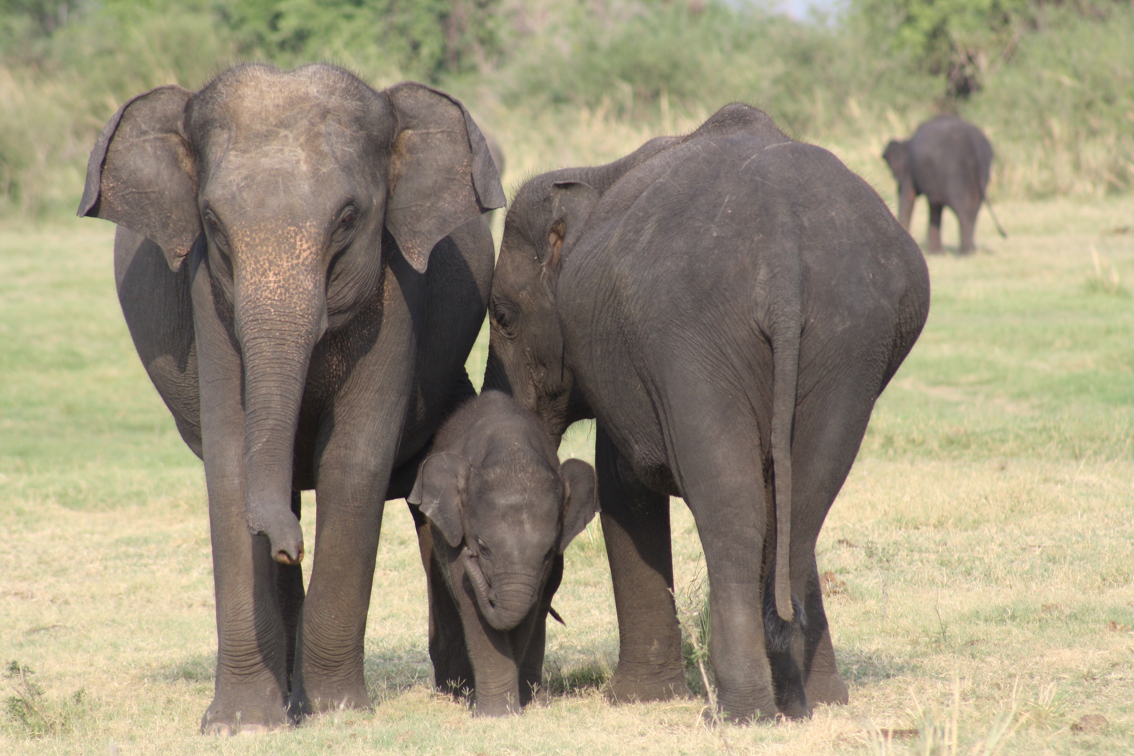 Elephant left. Cow elephant