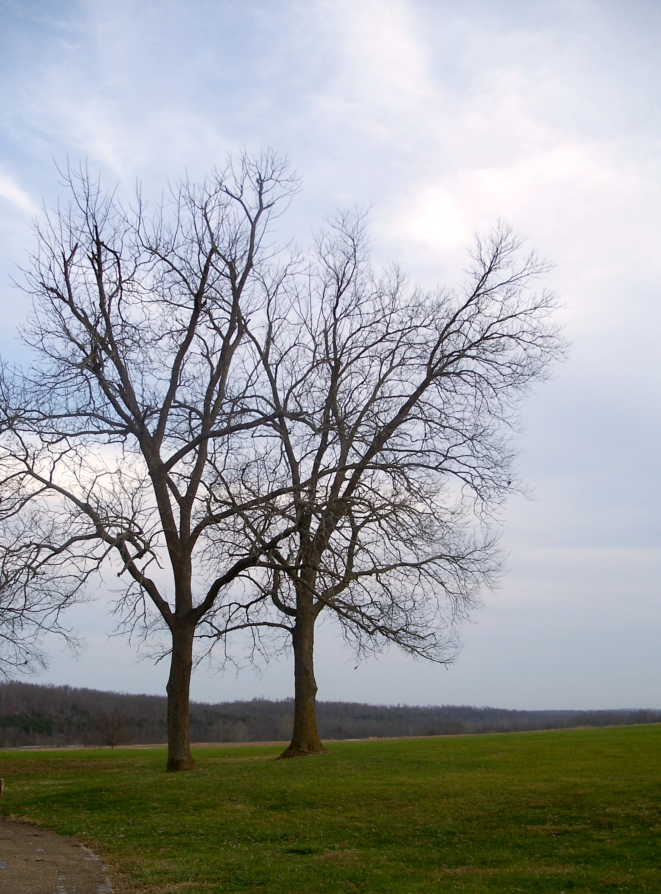 Two trees