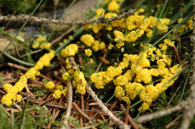 File:Unidentified slime mold plasmodium - Lindsey.jpg