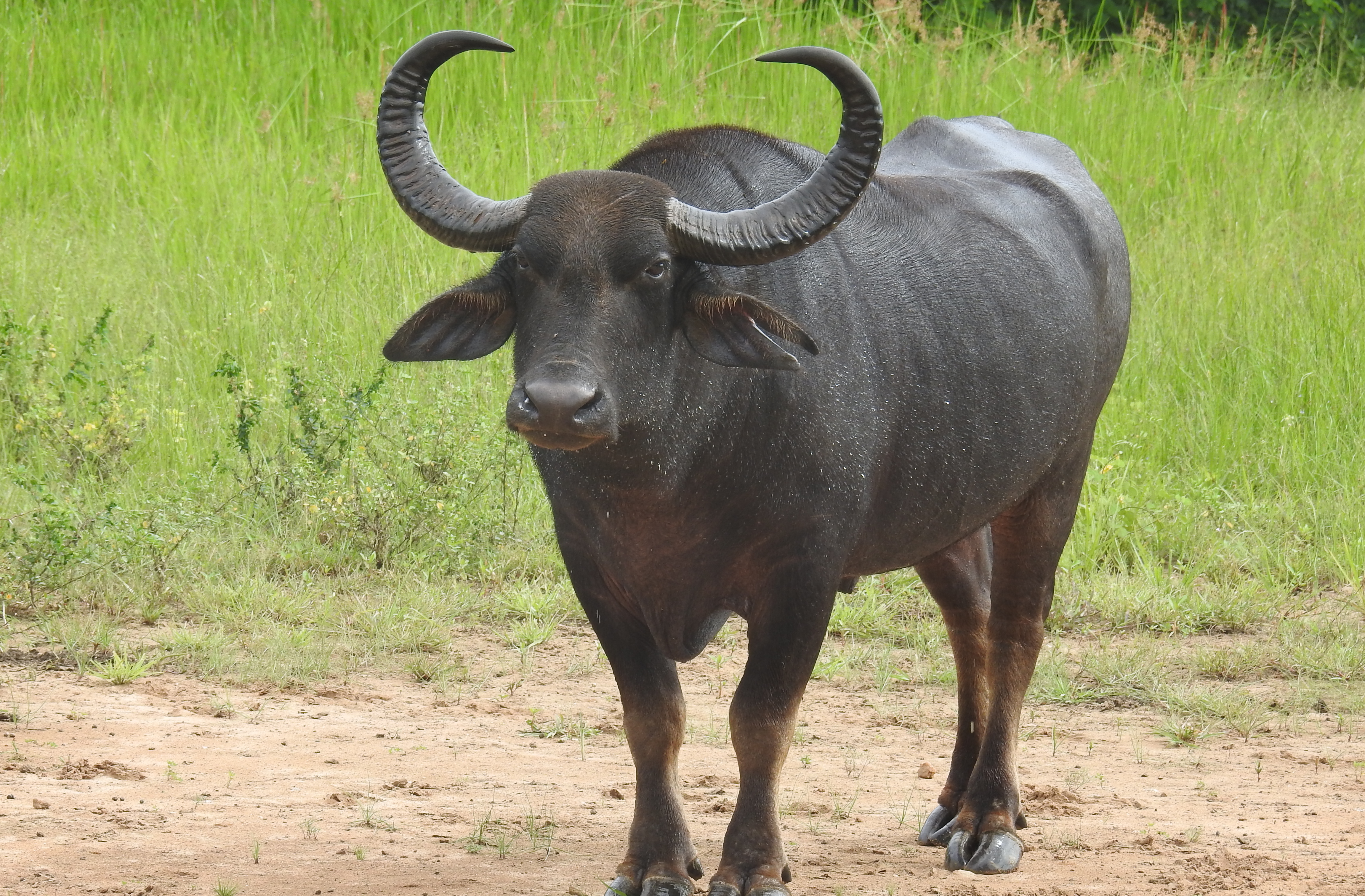 Wild water buffalo - Wikipedia