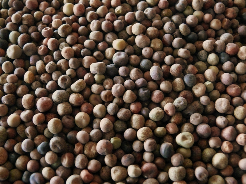 File:Wild beans z01.jpg