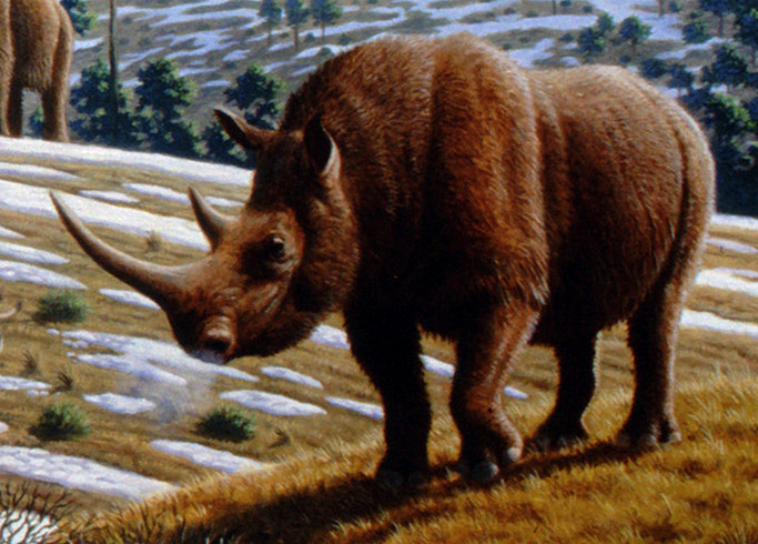 Woolly rhinoceros (Coelodonta antiquitatis) - Mauricio Antón