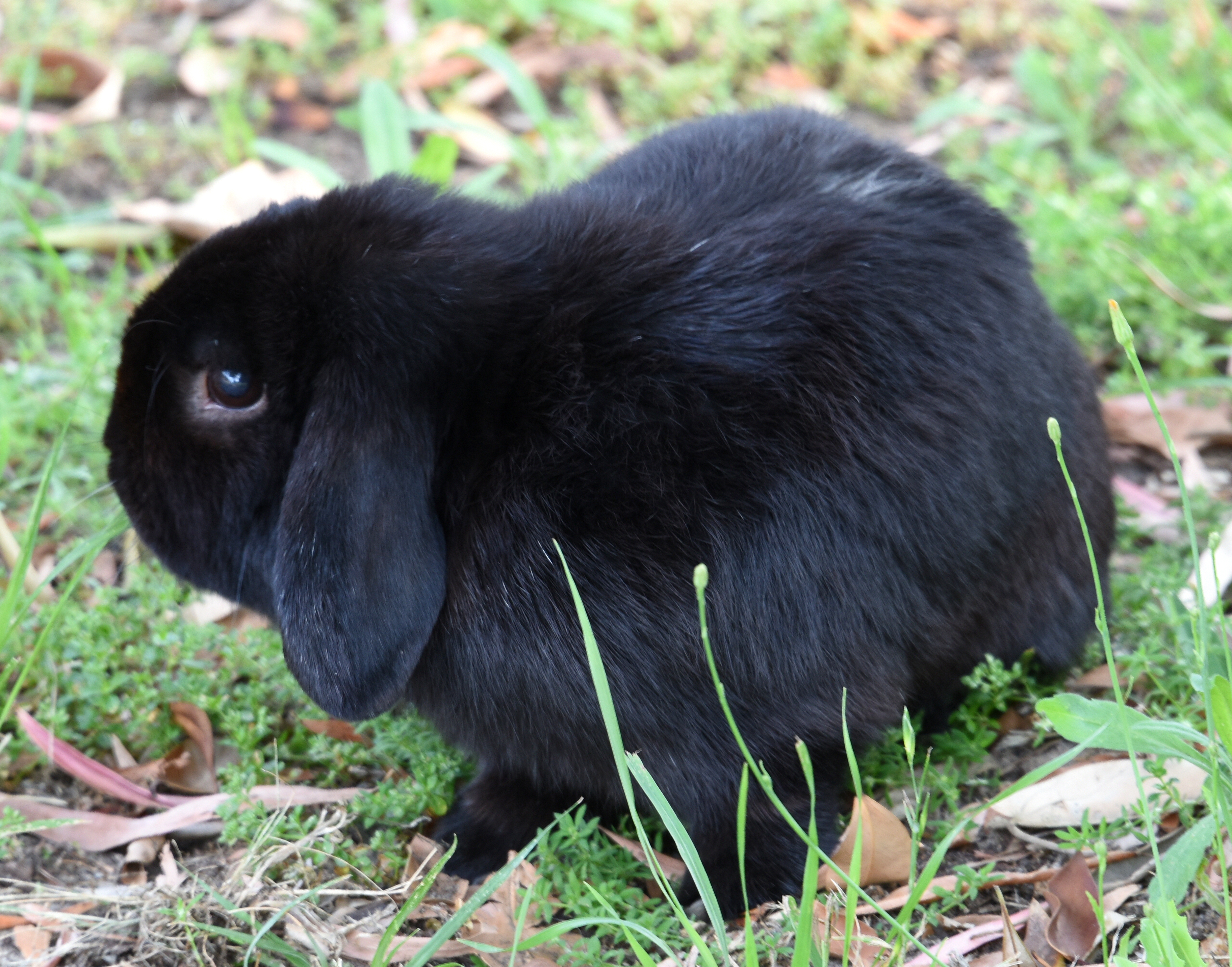 File 1 Lop Eared Rabbit 1 Jpg Wikimedia Commons