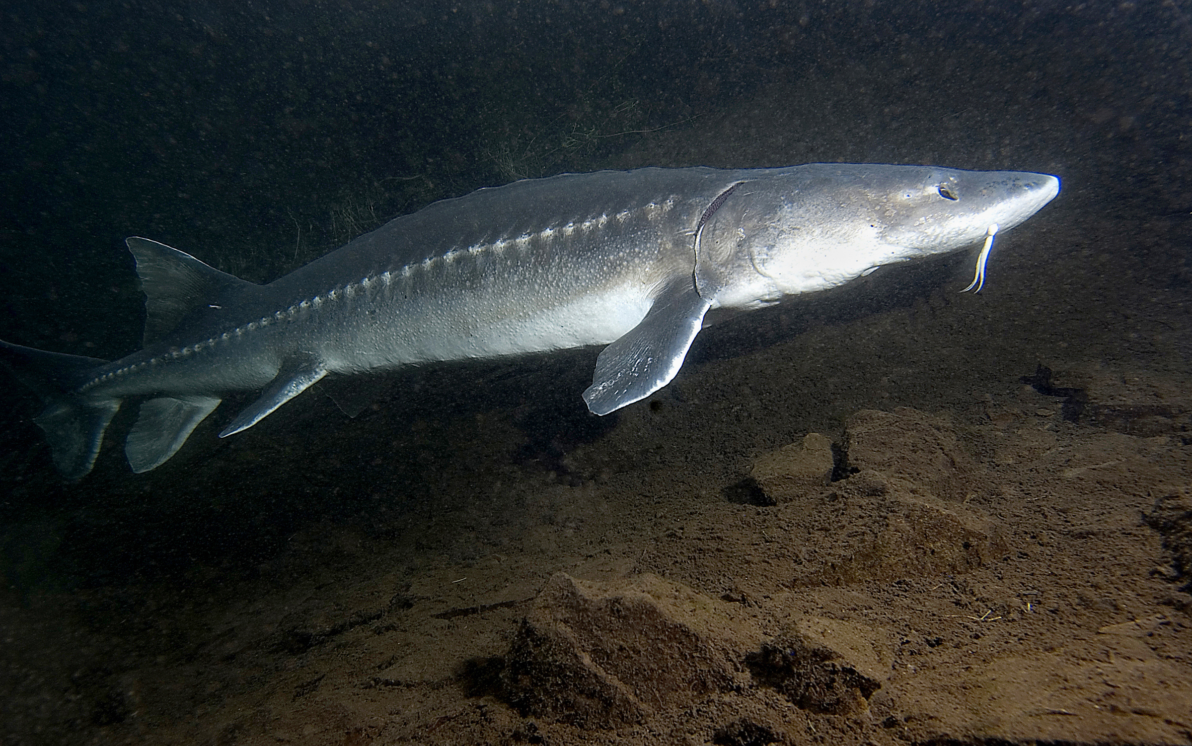 Monster Sturgeon at the Sturgeon hole.