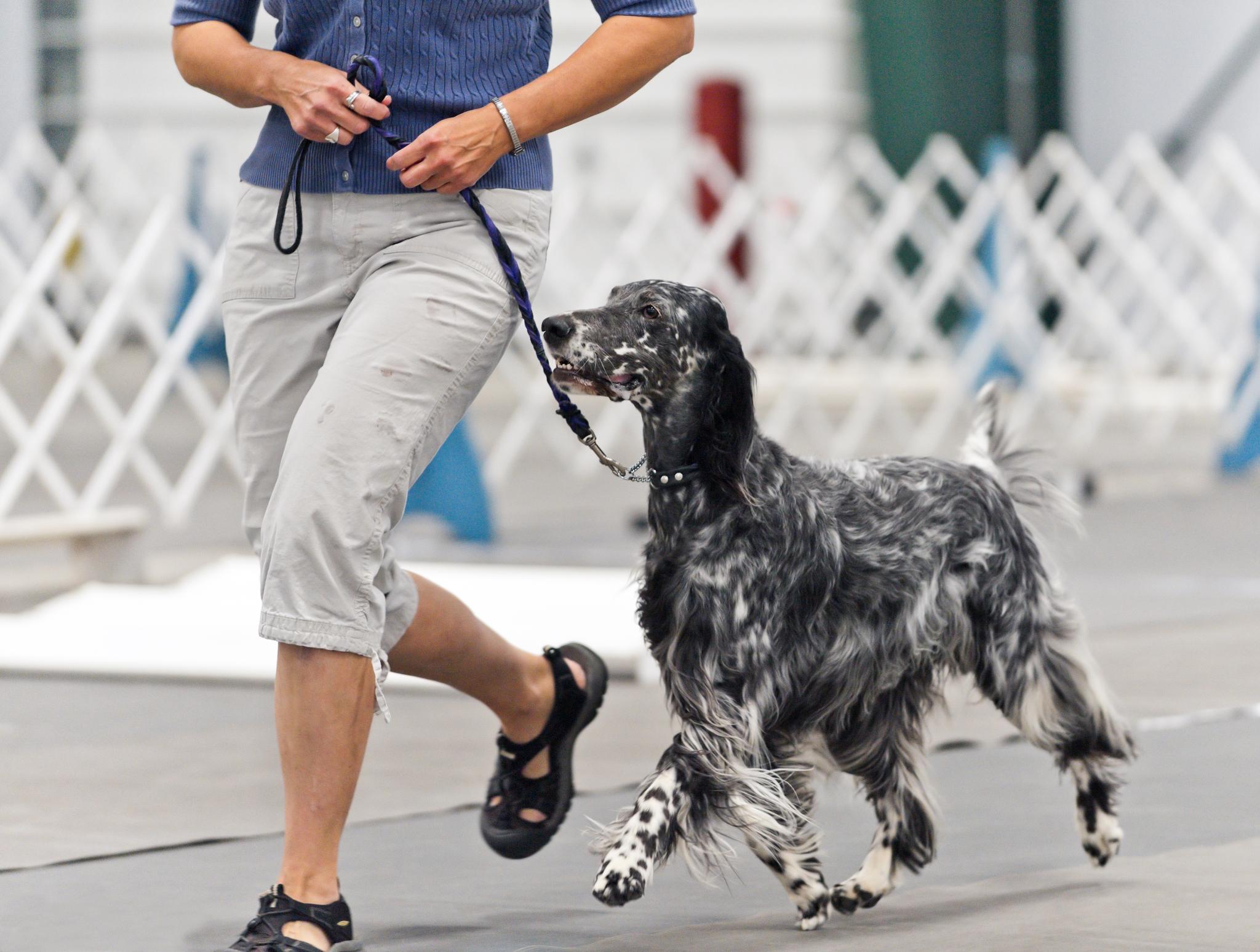 english setter puppies