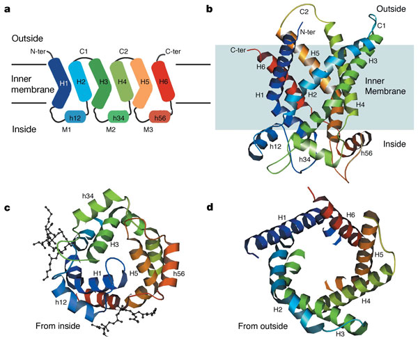 File:ATP-ADP Translocase Structure.jpg