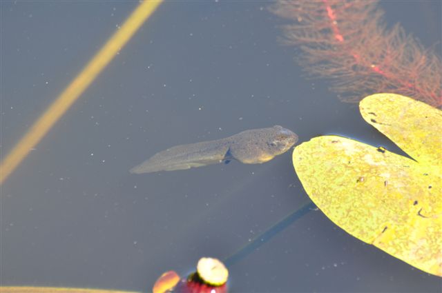 File:A tadpole at Trustom Pond National Wildlife Refuge. (4812983542).jpg
