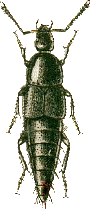 Acylophorus glaberrimus Jacobson.png