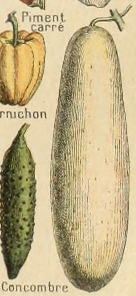 File:Adolphe Millot legume et plante potageres-pour tous concombre.jpg