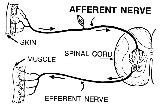 File:Afferent (PSF).jpg