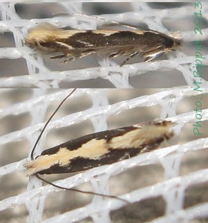 <i>Amphixystis</i> Genus of moths